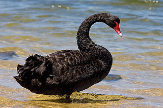 Schwarzer Schwan - Bildquelle: Wikipedia / Fir0002/Flagstaffotos