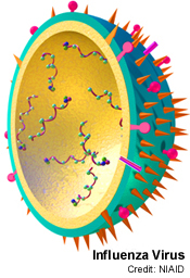 Grippevirus - Bildquelle: Wikipedia / NIAID