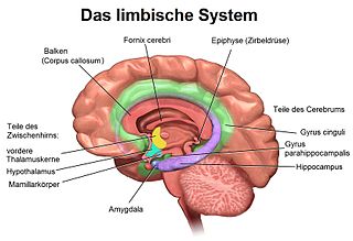 Limbische System - Bildquelle: Wikipedia / Geo-Science-International