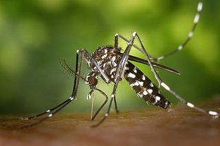 Aedes albopictus - Bildquelle: Wikipedia / James Gathany, CDC; gemeinfrei