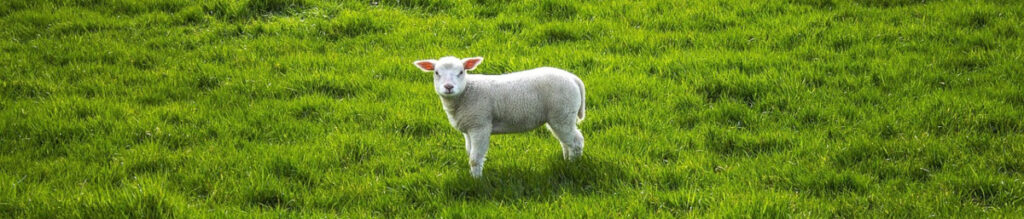 Schaf - Bildquelle: Pixabay / SonnyLeroy; Pixabay License